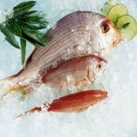 sicprha's profile picture. 