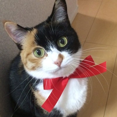 こっちゃんだいすき♡