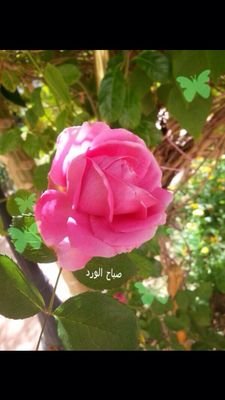 wten1432's profile picture. 