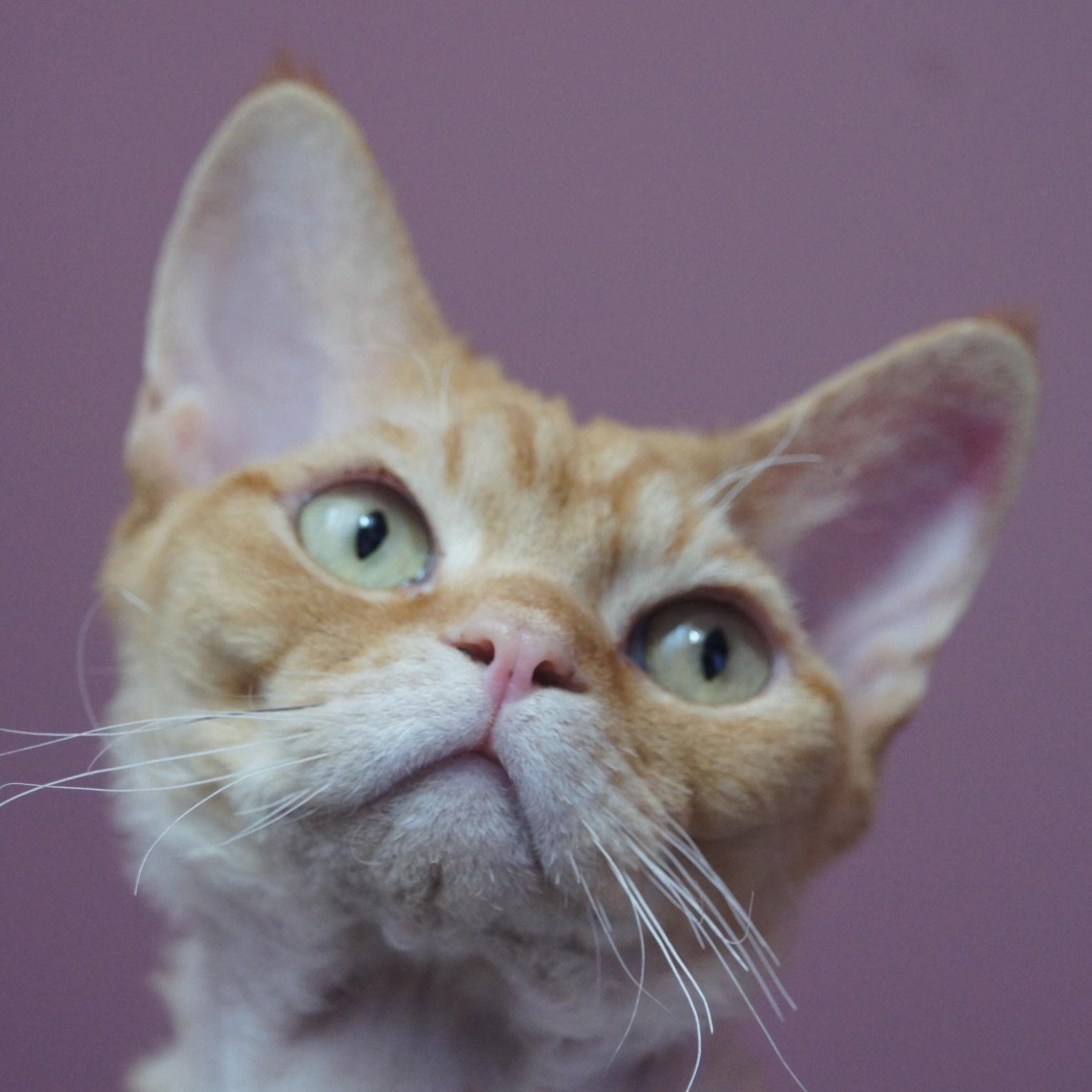 Choisy Le Roi*PL Cattery Devon Rex