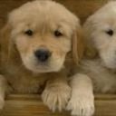 fang dong - @dflllm - Twitter