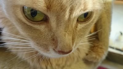 本格ミステリ、猫、ラルクを溺愛中。本の虫。  主に読んだ本のこと、准教授×作家について呟いてます。無言フォローにて失礼しております。