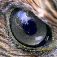 El Ojo que todo lo ve