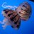 Cnidaria121's profile image