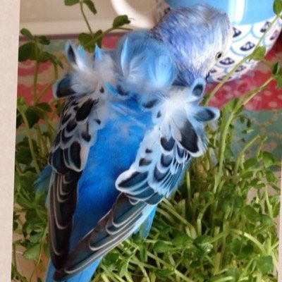 お喋りインコの飼い主です。鳥人