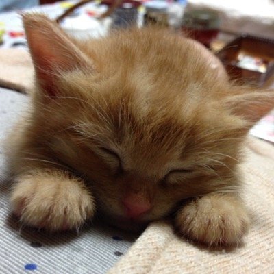 -M.S.S Projectと我が家の猫が好き-成人してる者で日中の呟きがある時は『あぁ、仕事休みなのか』と判断してください。呟き回数が多い時は『あぁ、右手が疼いて止まらないんだな』と頷いてください。/👽😆😎👹みんな大好き激箱推し/ch会員/メンシ/成人式2周目↑