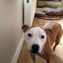 paula halsey - @pauladawnh - Twitter