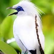 Gacorbanget's profile picture. Salam Gacor Mania ..