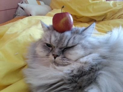 smfet's profile picture. 고냥이 꼬맹이랑 같이 삽니다.