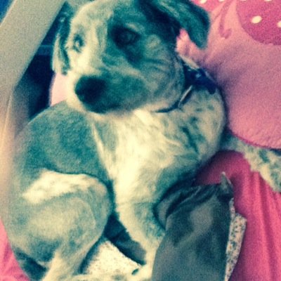 Hey im Jessie. My owner @IrishPotatoes14 is pawesome. Follow her account and remeber i follow back