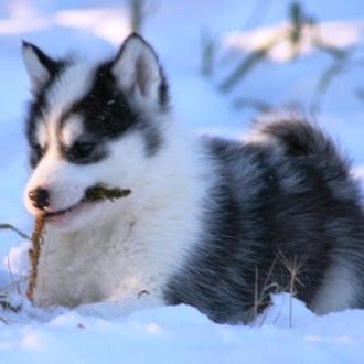 {RP:Canadian Eskimo Dog:7 Weeks old:No Owner}