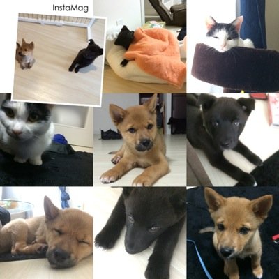 シェルティのらふ(15歳♀）雑種犬のモカ（4歳♂）きなこ（4歳♀）と Mix猫のイヴ（5歳♀）と仲良く？暮らしてます。