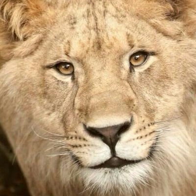 renemelloul's profile image