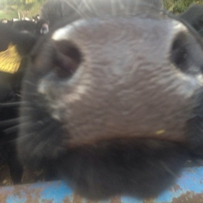 CatlaneJo's profile picture. 