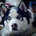 Steve Long (@mali_stathome_) Twitter profile photo