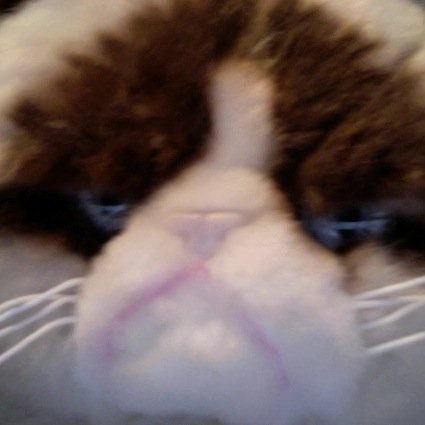 Hello welcome to my cat twitter.I want to tell you how muck I adore cats. Can I reach 200 followers.That would be great. Can I please reach 150 followers.