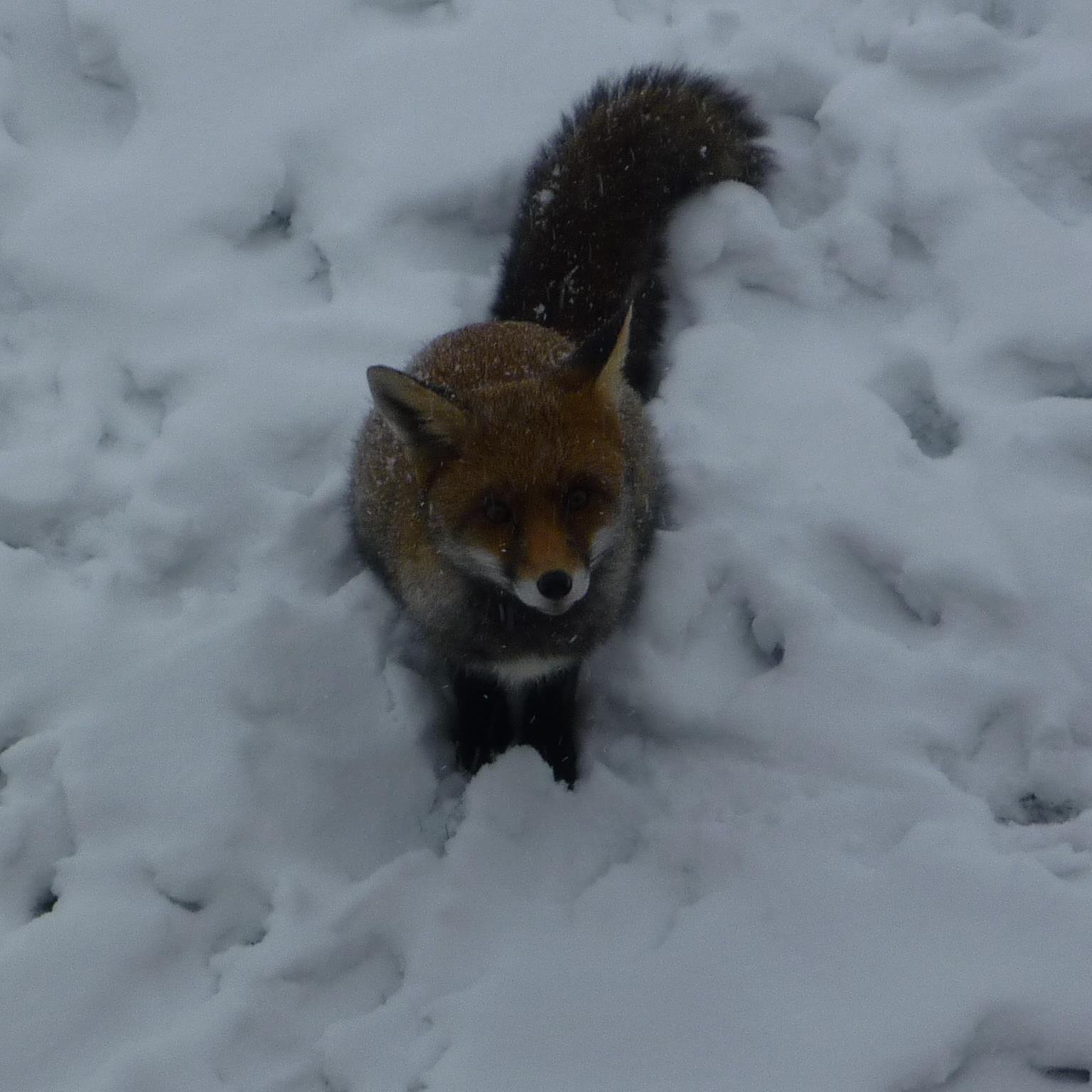 hamptoncourtfox's profile picture. History freak; love books, long walks and old things