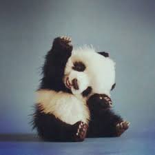 O senhor Panda segue todos  de volta ..