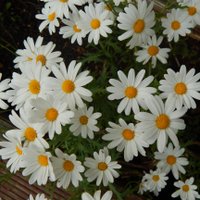 DAISy Centre (@daisycentre) 's Twitter Profile Photo