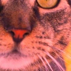 My name is Bella aka @ImTheBellieCat & my mom is @JuneStoyer. I advocate animal rights, encourage you to adopt not shop!