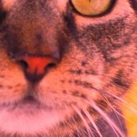 Meows Of America (@meowsofamerica) Twitter profile photo