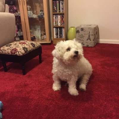 childrens nurse, student, carer, sister, daughter, blackbelt & valleys girl. sports mad mum to a cushings dog - Bruno the bichon . all tweets may be daft✨