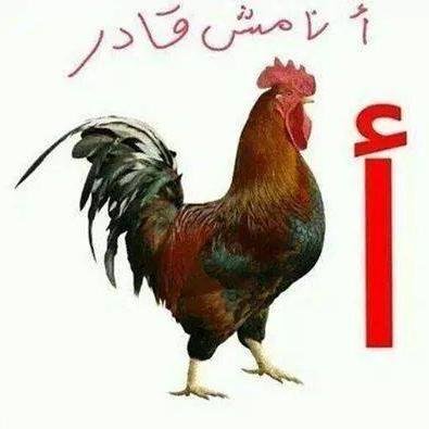 الاسلام ديني له أعيش وله انتمي .... ولدت في مصر واعمل مهندس وأغرد ضد الطغاه ومن اجل ان يعود مجد الامه ونعود أسيادا