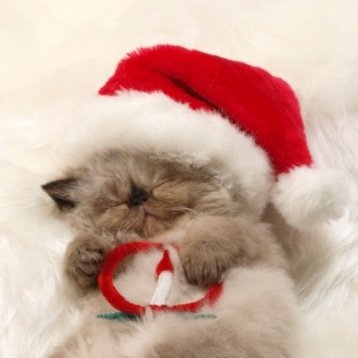 Christmas central right here! For all things christmas: FOLLOW ⛄️❄️❄️⛄️
