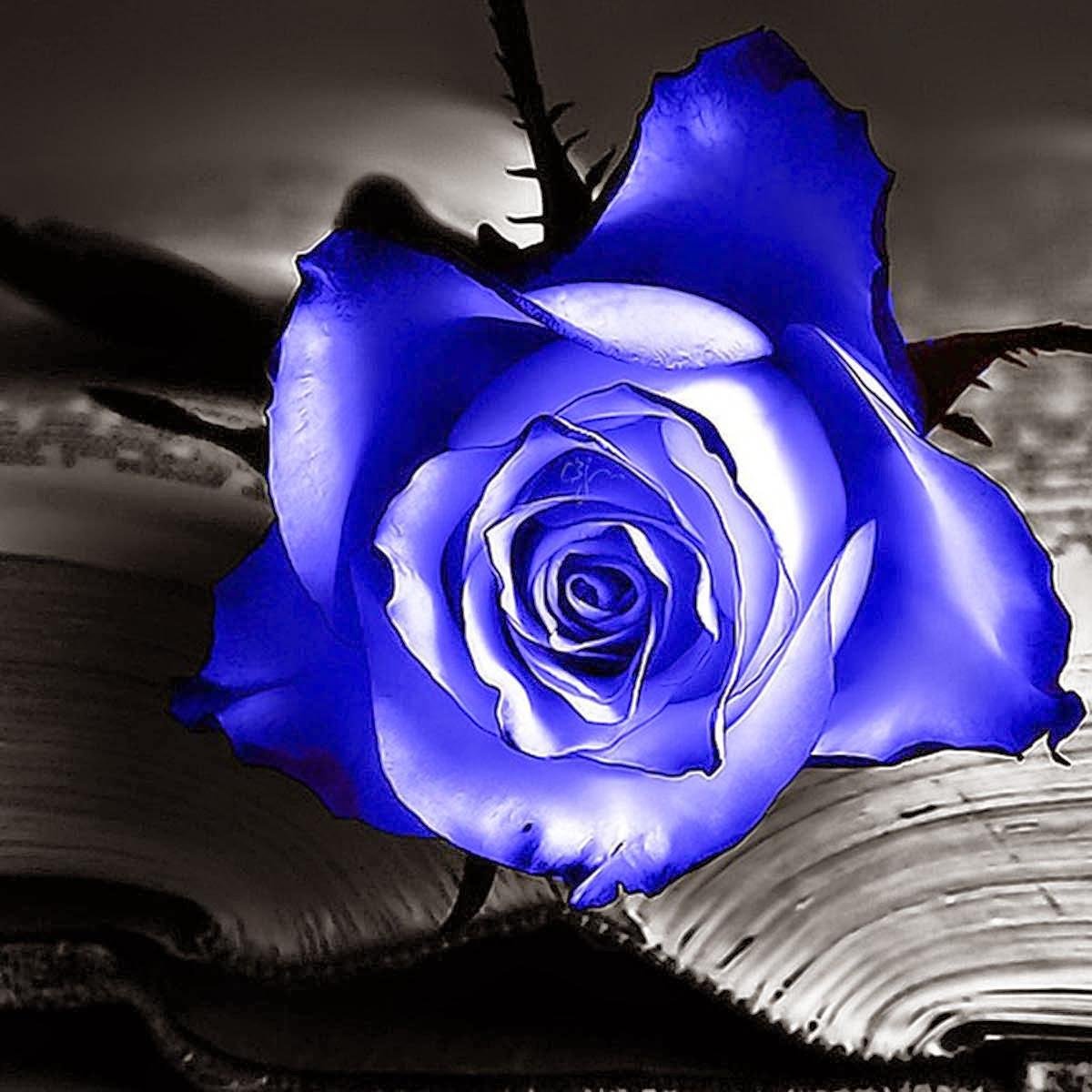 bonghongxanhvn's profile picture. 