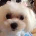 大泰司桃子 오오타이시 모모코 (@otis_mmk) Twitter profile photo 大泰司桃子 오오타이시 모모코 (@otis_mmk) Twitter profile photo