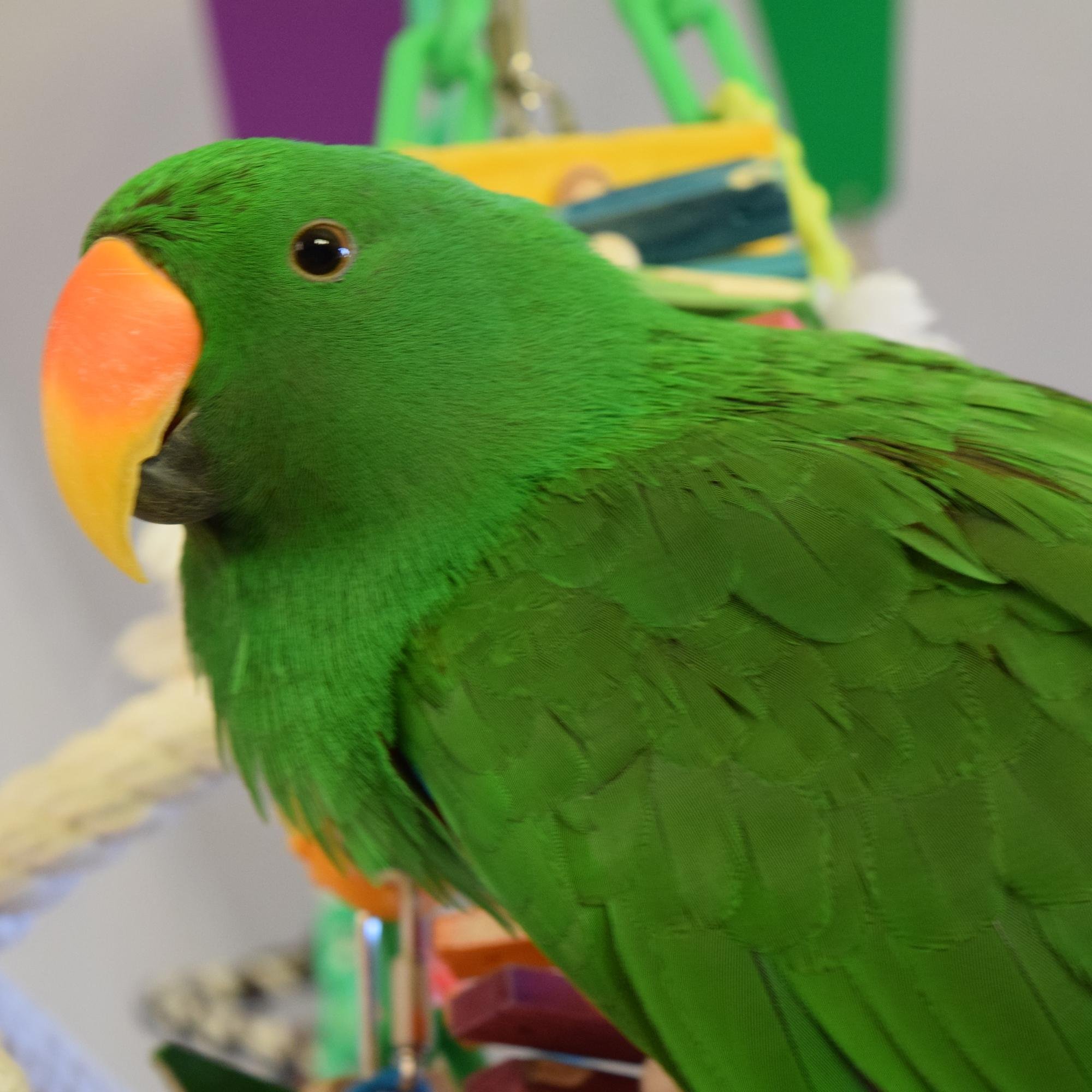 Hi! I'm Chaucer - a big green ekkie - and I live with my mom and sister Glenda the cat and an annoying brother Mr. Bubbles the galah.