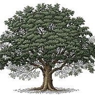 TheRoyalOaksFC's profile picture. 