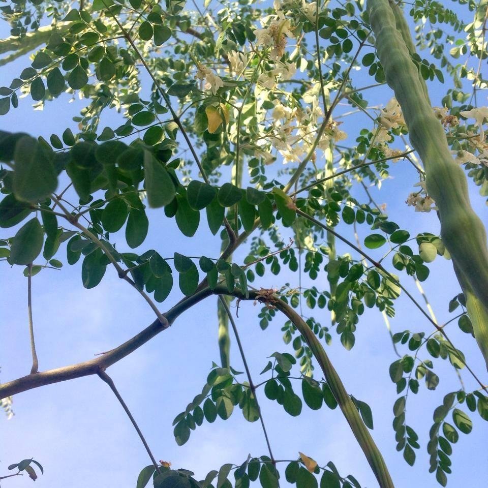 Moringa oleifera es conocida como El árbol de la vida o El árbol milagroso por su alto contenido de vitaminas,proteínas y minerales.