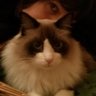 tskyoko's profile picture. Veterinària
