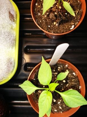 IndoorChilli's profile picture. info@indoorchilli.co.uk