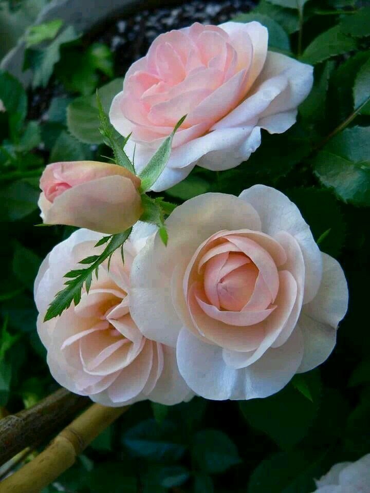 Mariaro06052862's profile picture. 