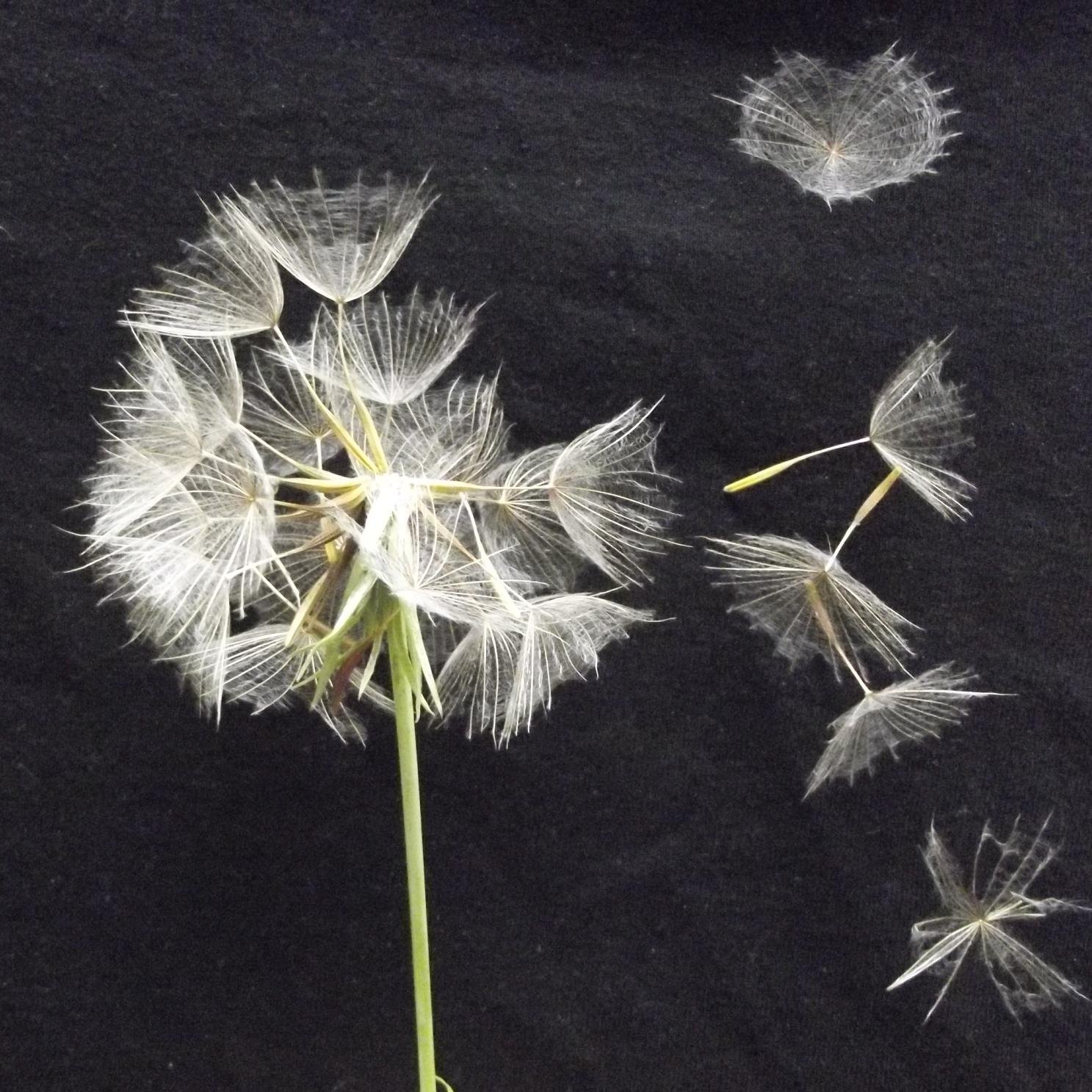 sillydovestudio's profile picture. Casual, comfortable 100% cotton shirts and tank tops with original, bold designs.