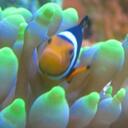 Roy Bingham - @PicoReef - Twitter