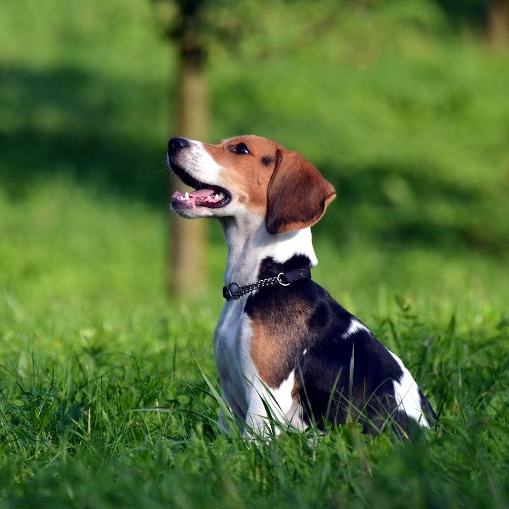 Tu mascota es nuestra responsabilidad