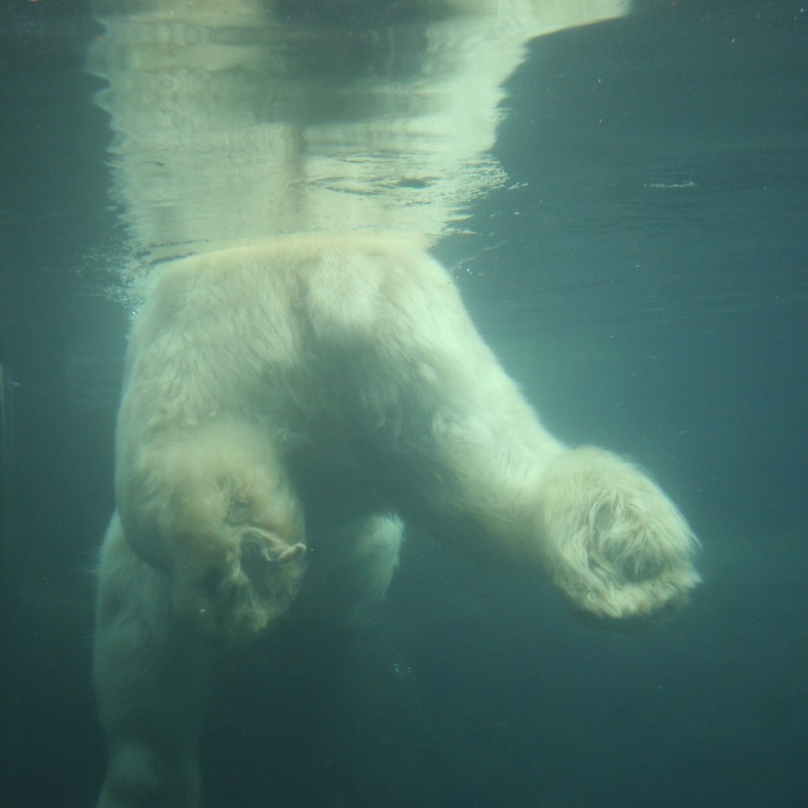 YMGT→YKHM→USA→HRTK。
写真は昔NYの動物園にいたシロクマの水中で脱力したおしり（このまま漂う）。
医療モデルと社会モデルの違いがわかっているつもりの人