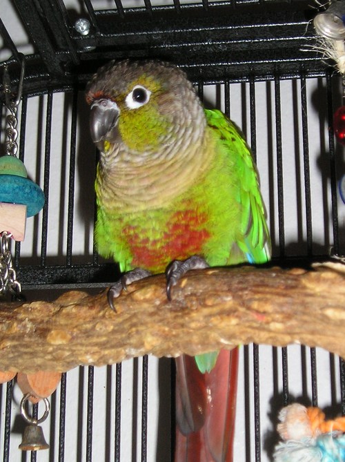 I'm the conure everyone wishes they were.
