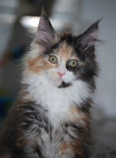 Wij zijn Hans en Cindy Slaper en zijn een hobby Maine Coon fokker/cattery in huiselijke sfeer begonnen !!!