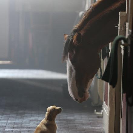 joejoetheace's profile picture. 