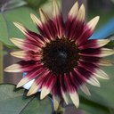 Josh wolfson - @Joshjosh22 - Twitter