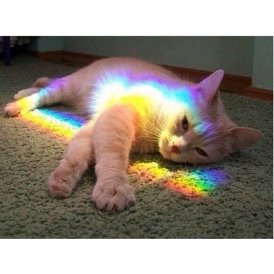 whatthevenheckk's profile picture. 