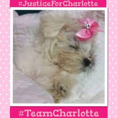 Charlotte, just a sweet little 2 lb., 3 month old puppy, was deliberately starved, tortured, beaten and then left to die in a plastic bag when she was found !