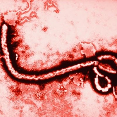 __Ebola___'s profile picture. 