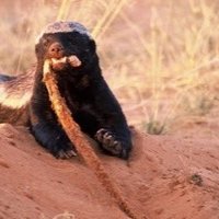 Barb Borgman (@bborgie316) 's Twitter Profile