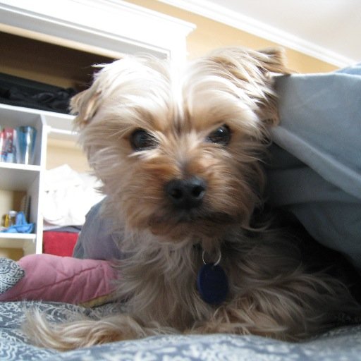 LoriCatherine01's profile picture. Christian, Baseball Fanatic, Book-lover, Foster & Adoptive Mama, HR Consultant, Happy, Positive, Sarcastic