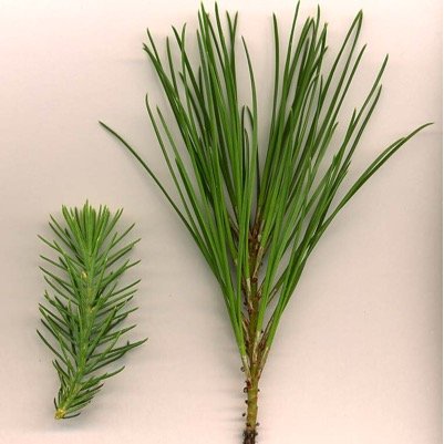 AltBeat7's profile picture. Open relationship with Alternative music. I guess I can post art here.